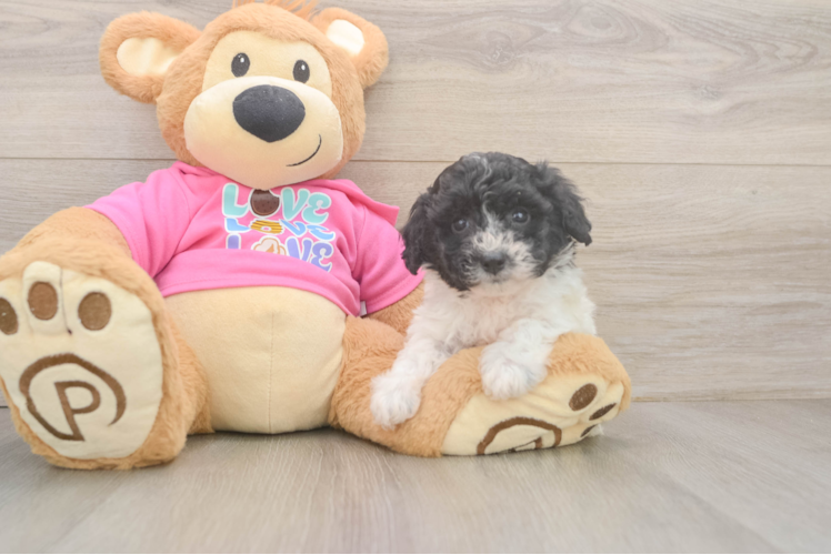Meet Wanda - our Poochon Puppy Photo 1/3 - Puppy Love PR Adorable Bichpoo Poodle Mix Puppy