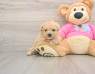 7 week old Poochon Puppy For Sale - Puppy Love PR