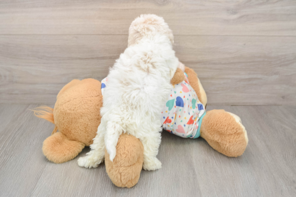 Poochon Pup Being Cute