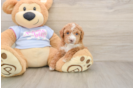 Fluffy Poochon Poodle Mix Pup
