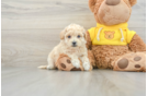 Funny Poochon Poodle Mix Pup