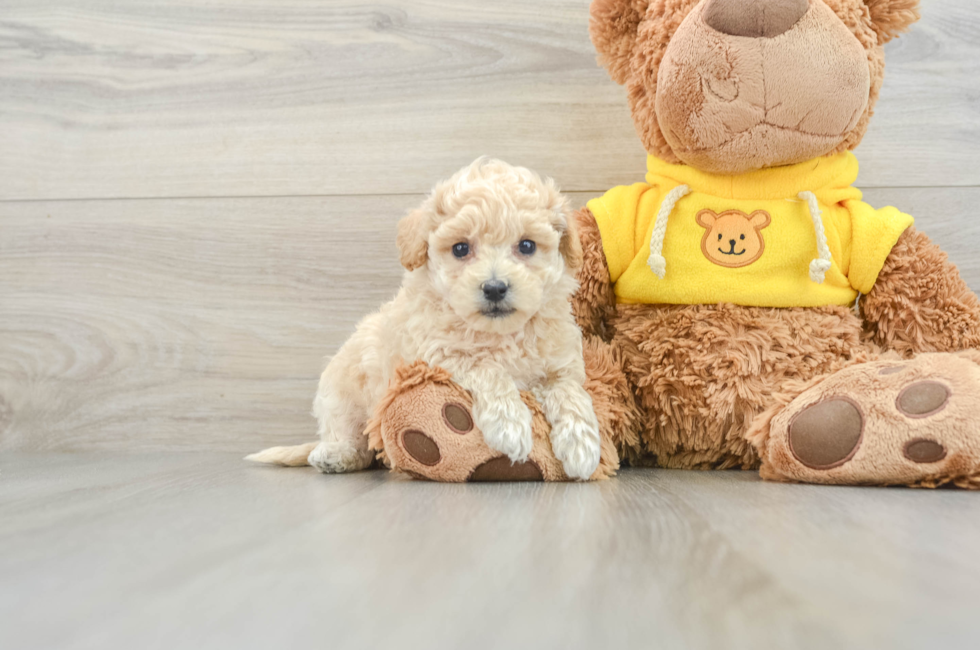 7 week old Poochon Puppy For Sale - Puppy Love PR