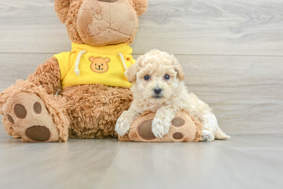 Smart Poochon Poodle Mix Pup