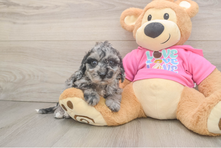 Poochon Puppy for Adoption