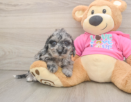 7 week old Poochon Puppy For Sale - Puppy Love PR