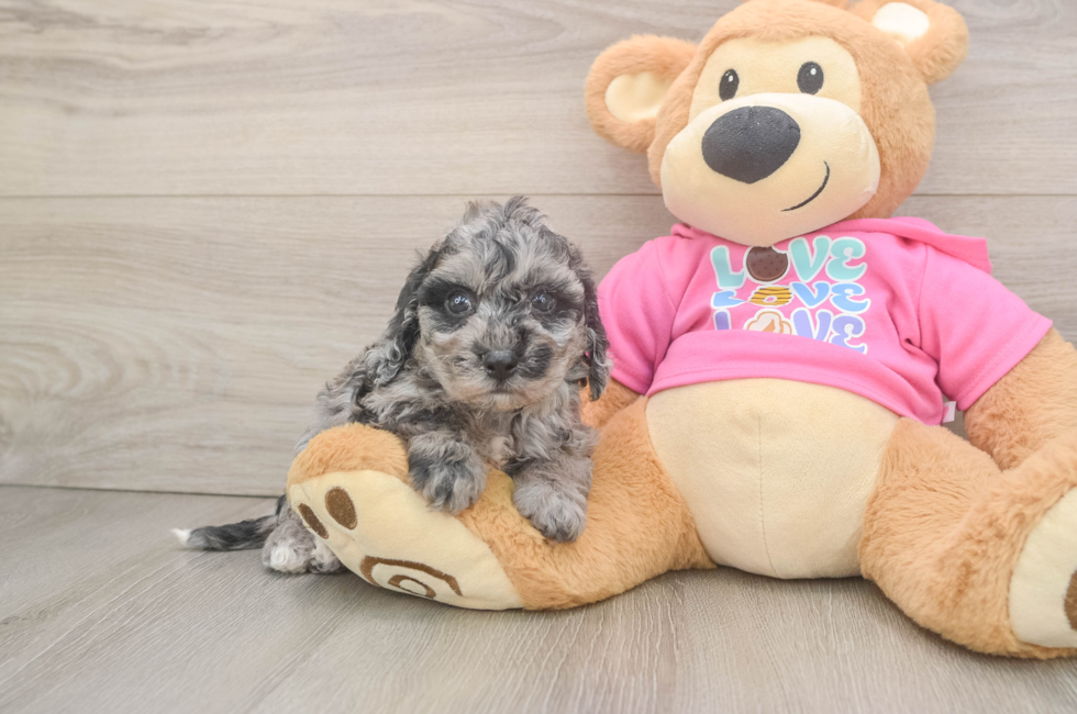 5 week old Poochon Puppy For Sale - Puppy Love PR