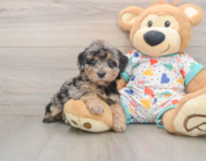 6 week old Poochon Puppy For Sale - Puppy Love PR