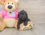 7 week old Poochon Puppy For Sale - Puppy Love PR