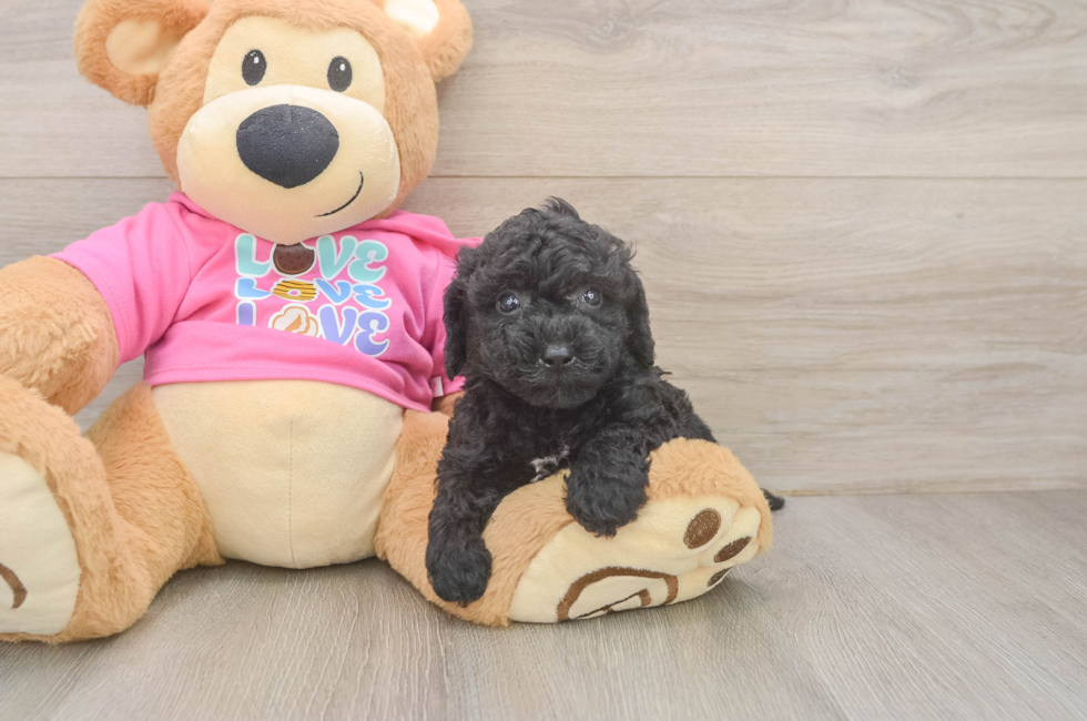 5 week old Poochon Puppy For Sale - Puppy Love PR