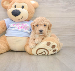 6 week old Poochon Puppy For Sale - Puppy Love PR