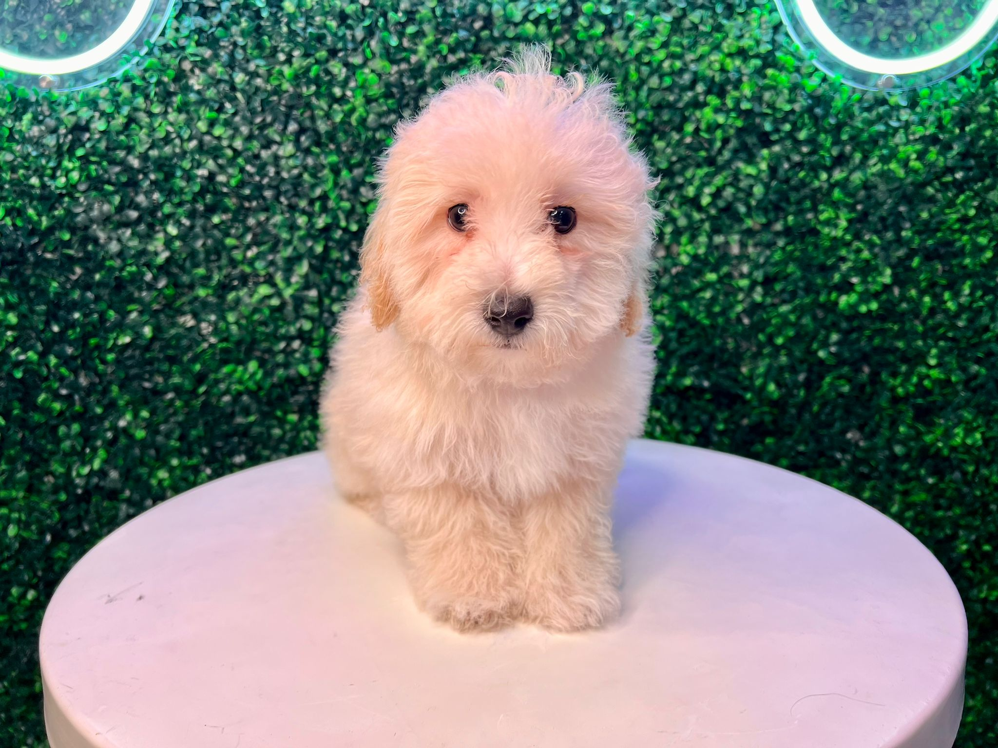 Poochon Pup Being Cute