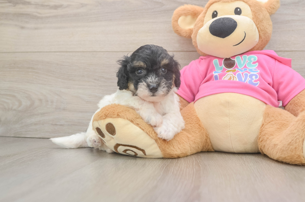 5 week old Poochon Puppy For Sale - Puppy Love PR