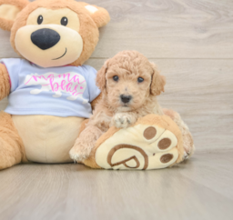 7 week old Poochon Puppy For Sale - Puppy Love PR