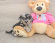 7 week old Poochon Puppy For Sale - Puppy Love PR