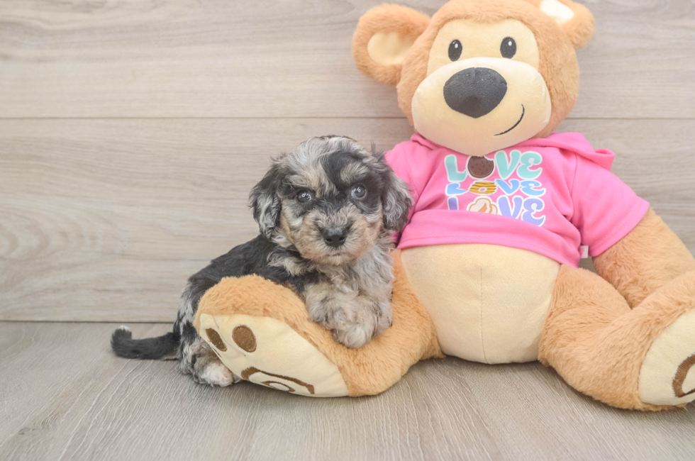 5 week old Poochon Puppy For Sale - Puppy Love PR