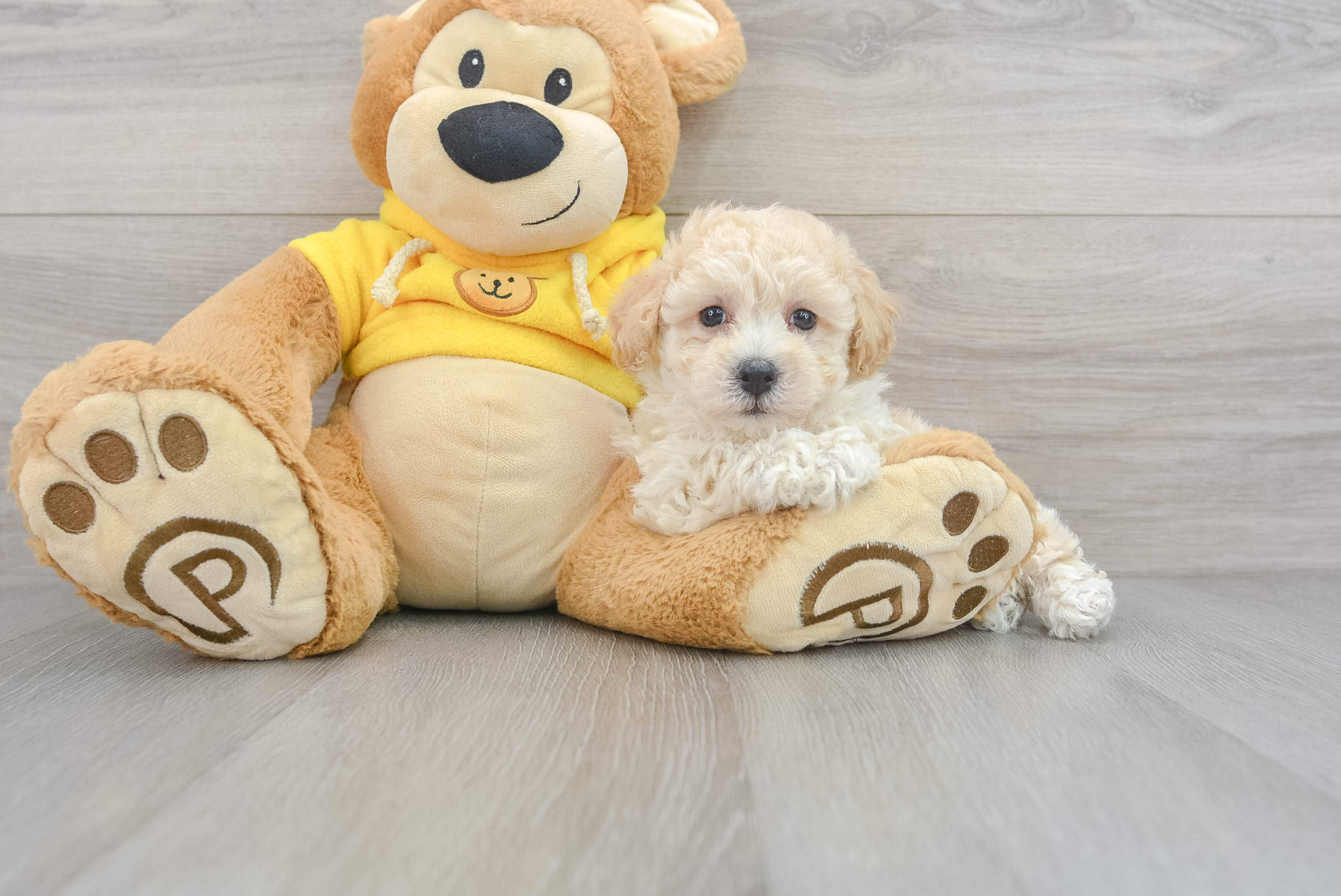 Best Poochon Baby
