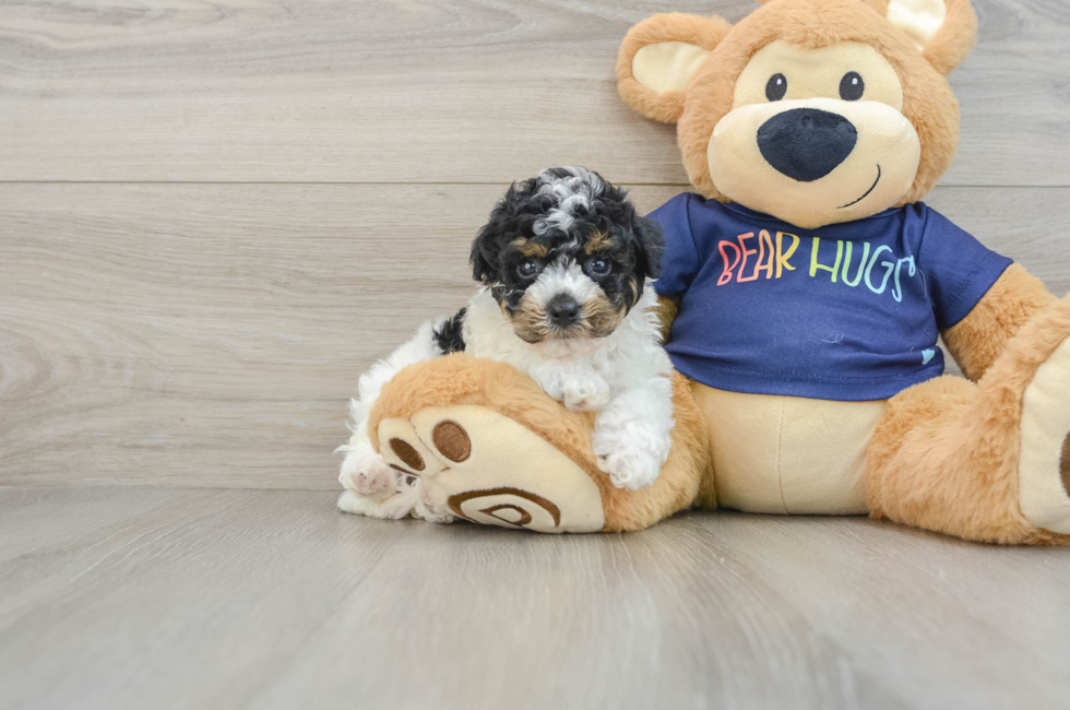 6 week old Poochon Puppy For Sale - Puppy Love PR