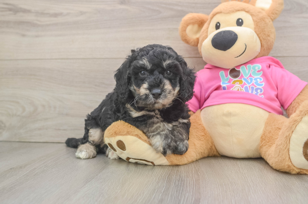 6 week old Poochon Puppy For Sale - Puppy Love PR