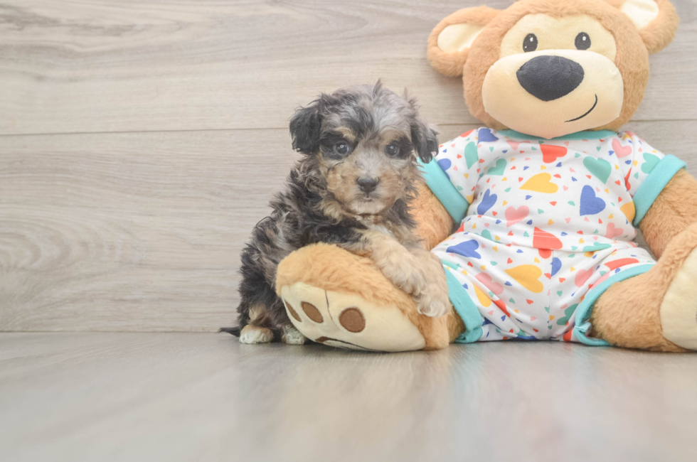 5 week old Poochon Puppy For Sale - Puppy Love PR