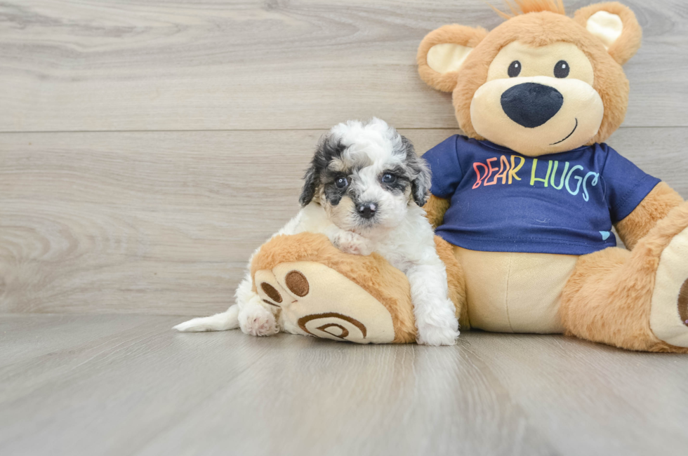 6 week old Poochon Puppy For Sale - Puppy Love PR