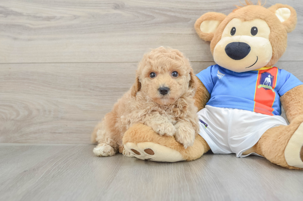 6 week old Poochon Puppy For Sale - Puppy Love PR