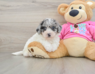 7 week old Poochon Puppy For Sale - Puppy Love PR