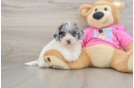 Friendly Poochon Baby