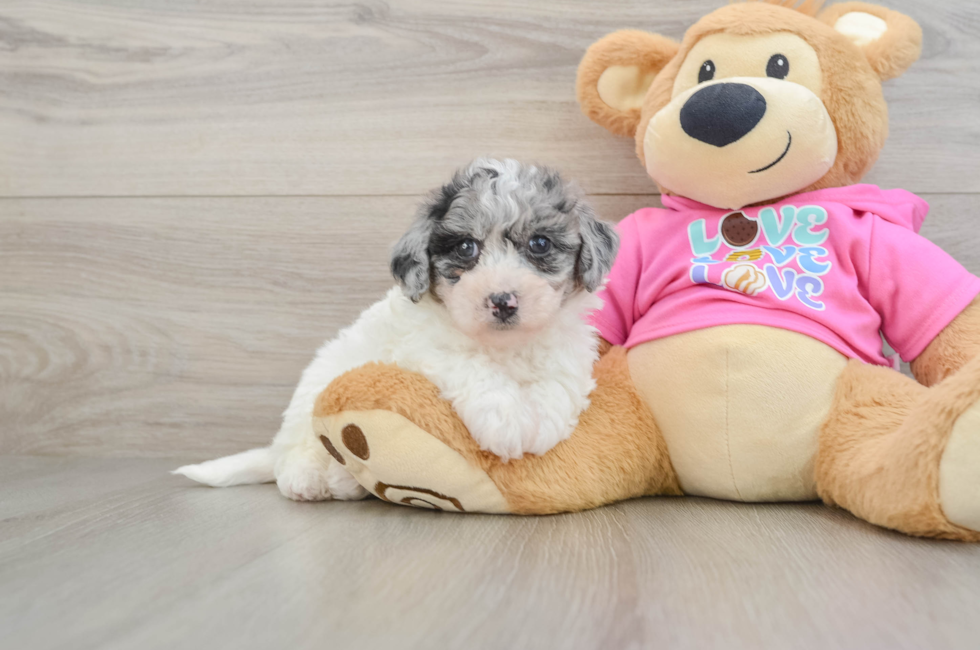 5 week old Poochon Puppy For Sale - Puppy Love PR