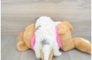 Poochon Puppy for Adoption