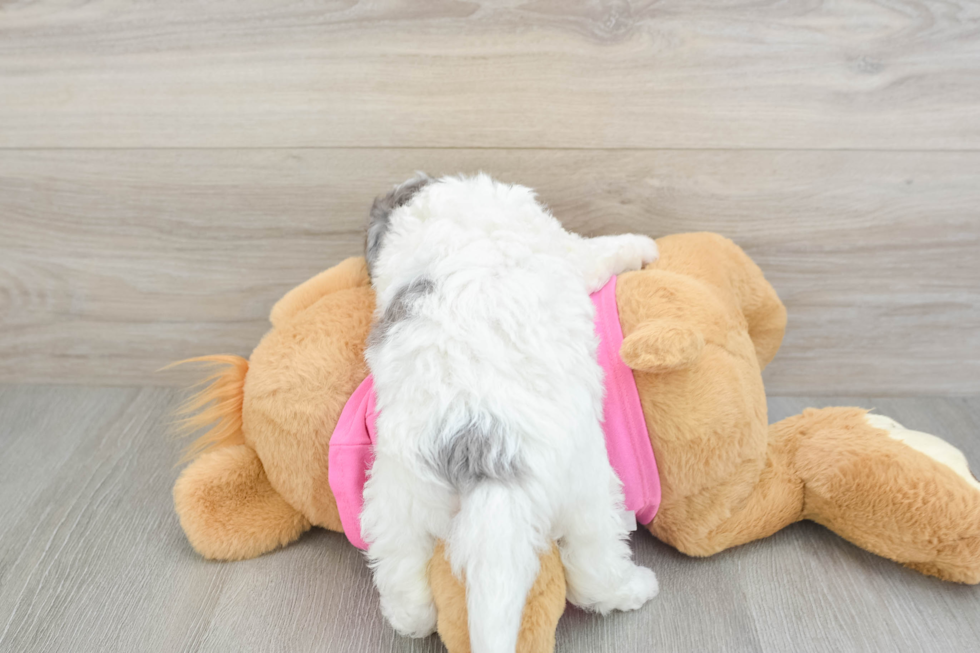 Poochon Puppy for Adoption
