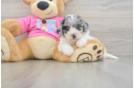 Poochon Pup Being Cute