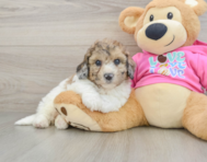 7 week old Poochon Puppy For Sale - Puppy Love PR