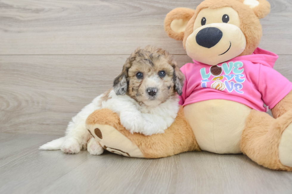5 week old Poochon Puppy For Sale - Puppy Love PR