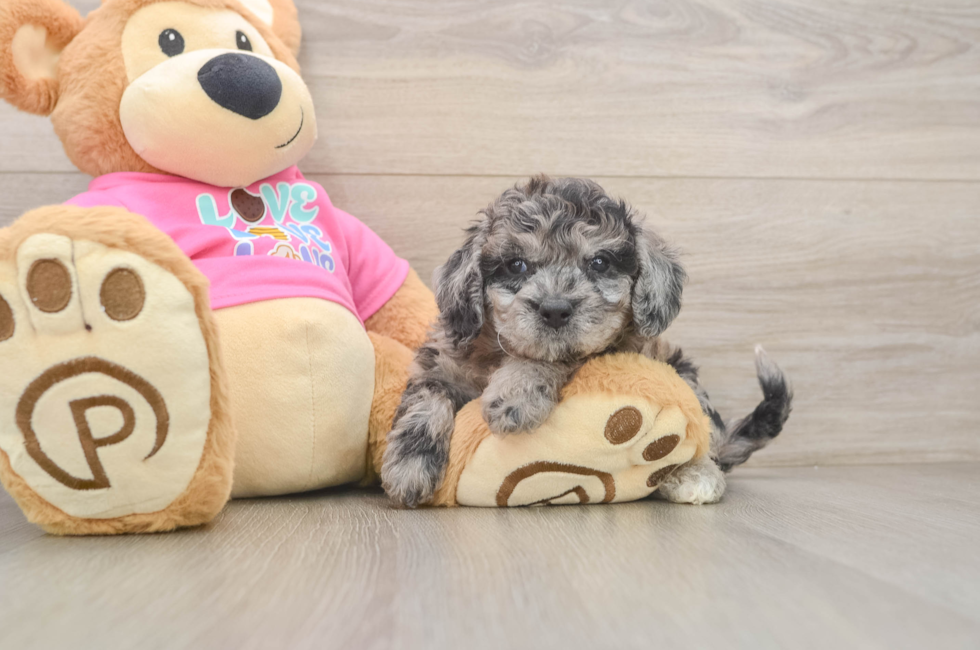 6 week old Poochon Puppy For Sale - Puppy Love PR