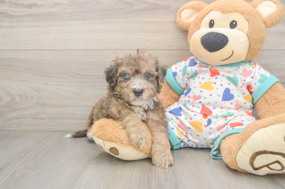 5 week old Poochon Puppy For Sale - Puppy Love PR