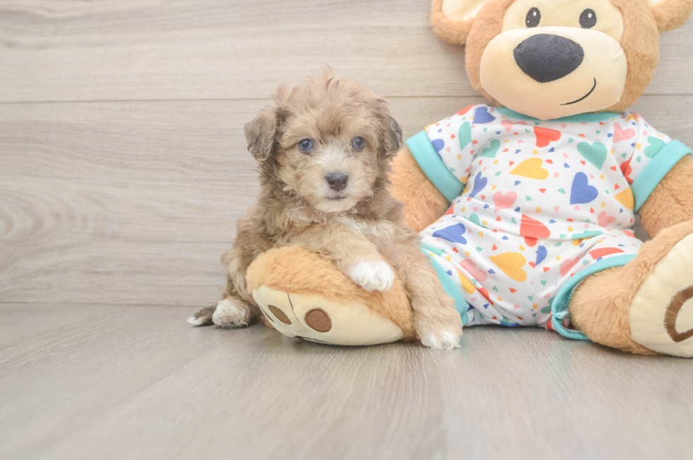 5 week old Poochon Puppy For Sale - Puppy Love PR