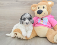 7 week old Poochon Puppy For Sale - Puppy Love PR
