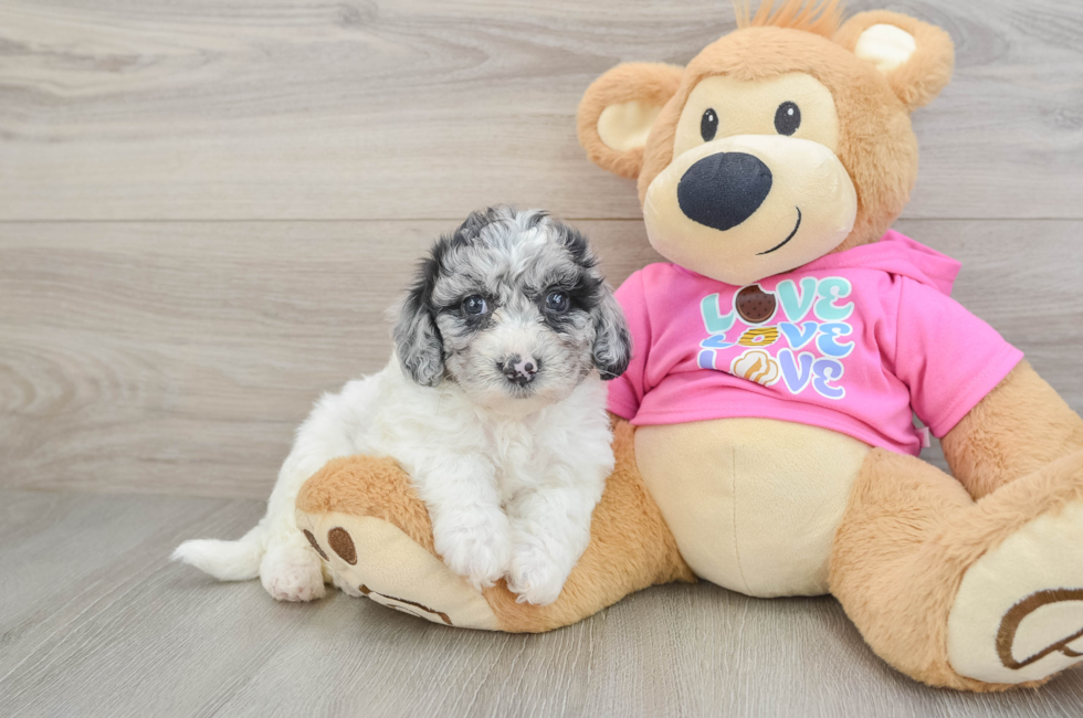 5 week old Poochon Puppy For Sale - Puppy Love PR