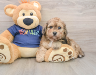 6 week old Poochon Puppy For Sale - Puppy Love PR