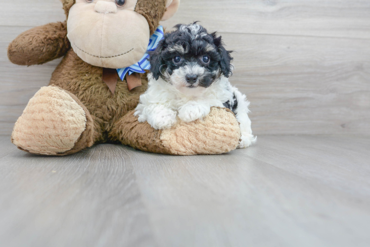 Meet Zeta - our Poochon Puppy Photo 1/3 - Puppy Love PR Cute Bichpoo Poodle Mix Puppy