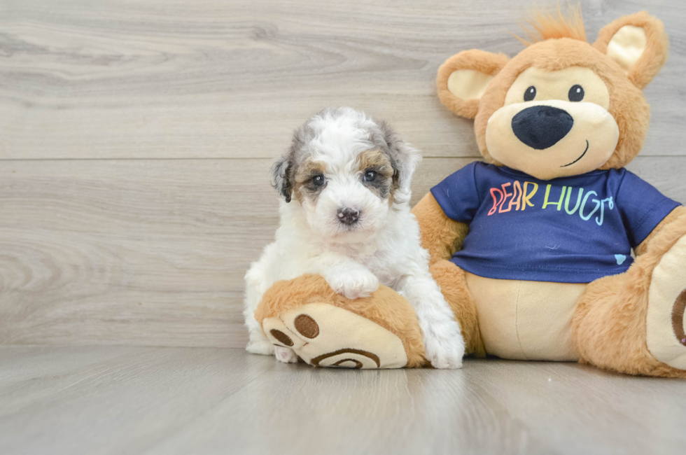 6 week old Poochon Puppy For Sale - Puppy Love PR