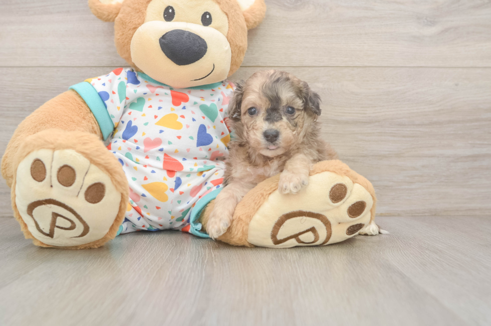5 week old Poochon Puppy For Sale - Puppy Love PR