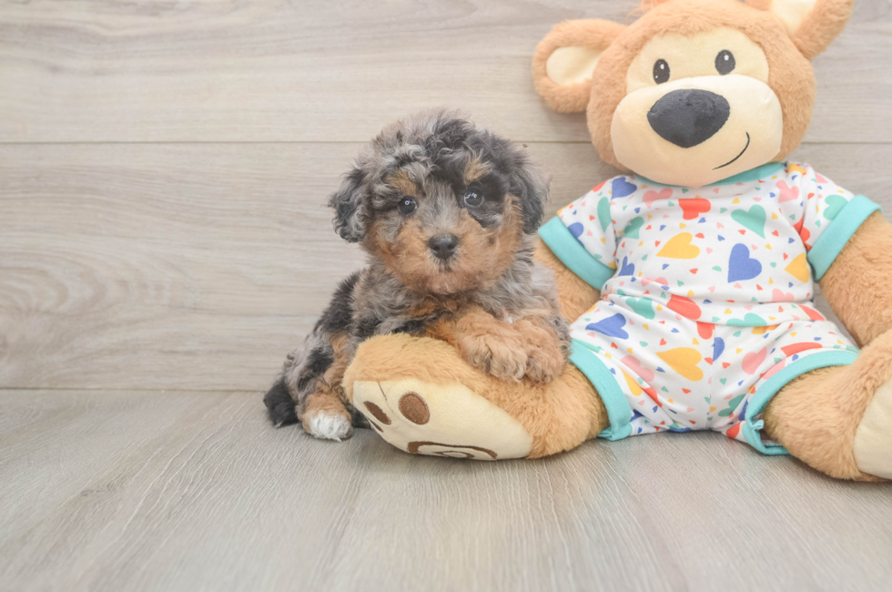 5 week old Poochon Puppy For Sale - Puppy Love PR