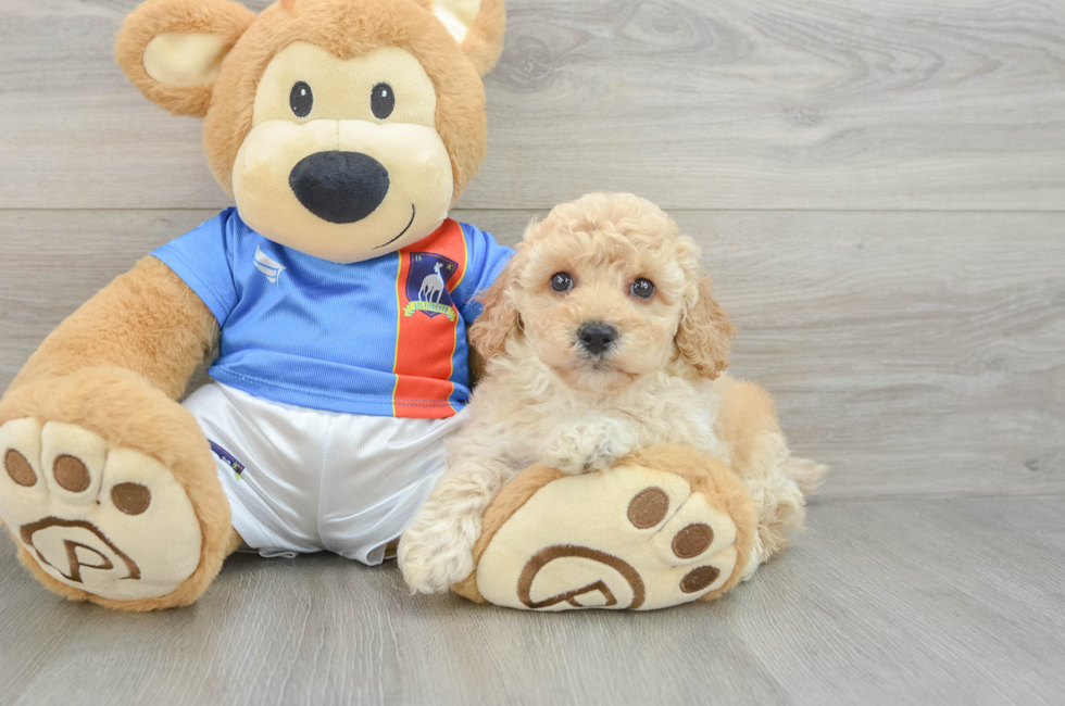 6 week old Poochon Puppy For Sale - Puppy Love PR