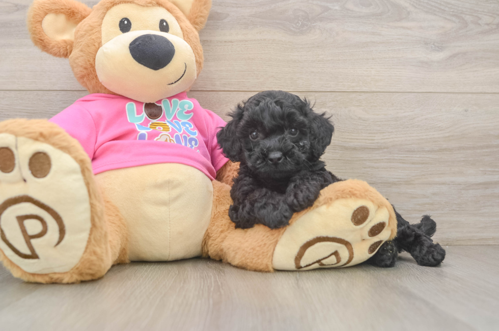 6 week old Poochon Puppy For Sale - Puppy Love PR