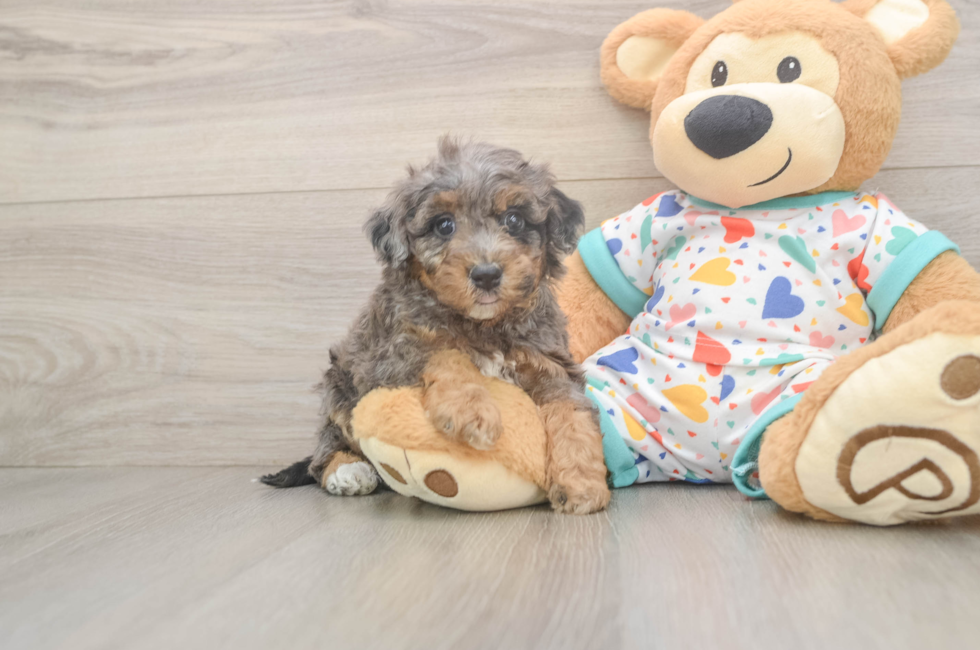 5 week old Poochon Puppy For Sale - Puppy Love PR
