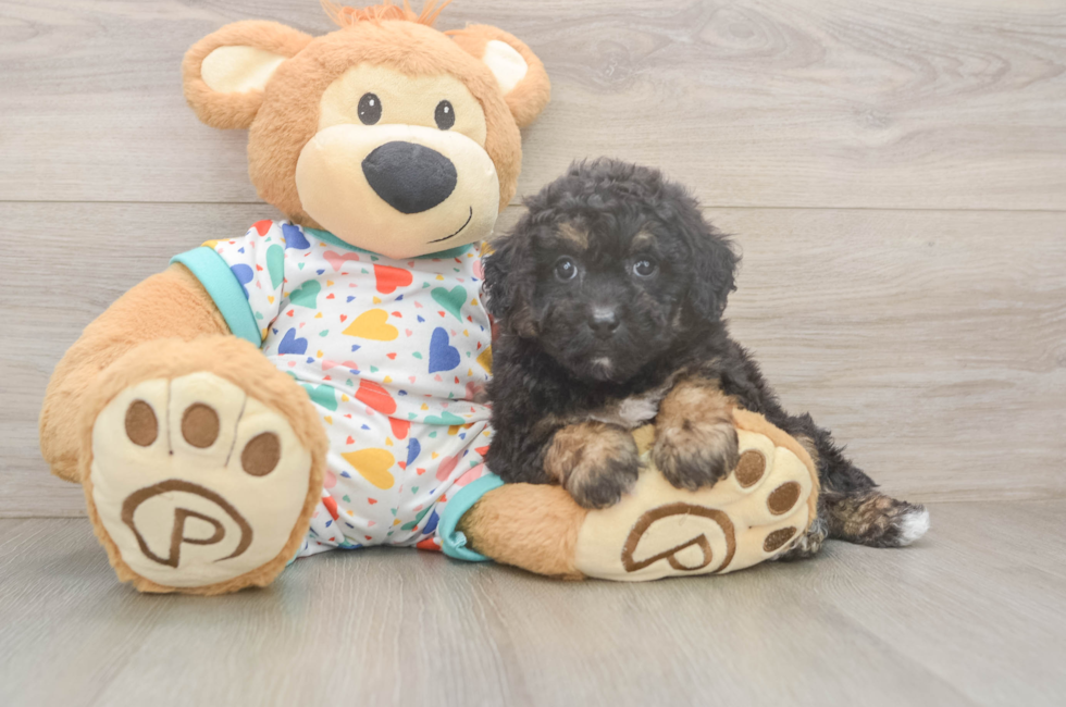5 week old Poochon Puppy For Sale - Puppy Love PR