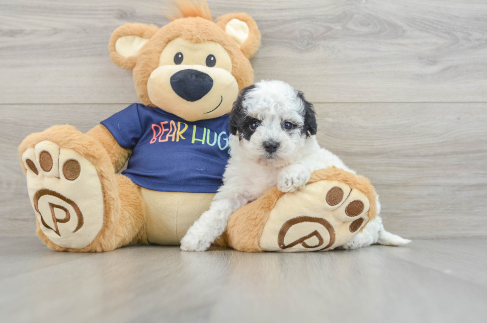 6 week old Poochon Puppy For Sale - Puppy Love PR