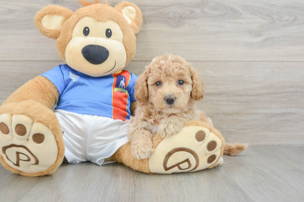 6 week old Poochon Puppy For Sale - Puppy Love PR