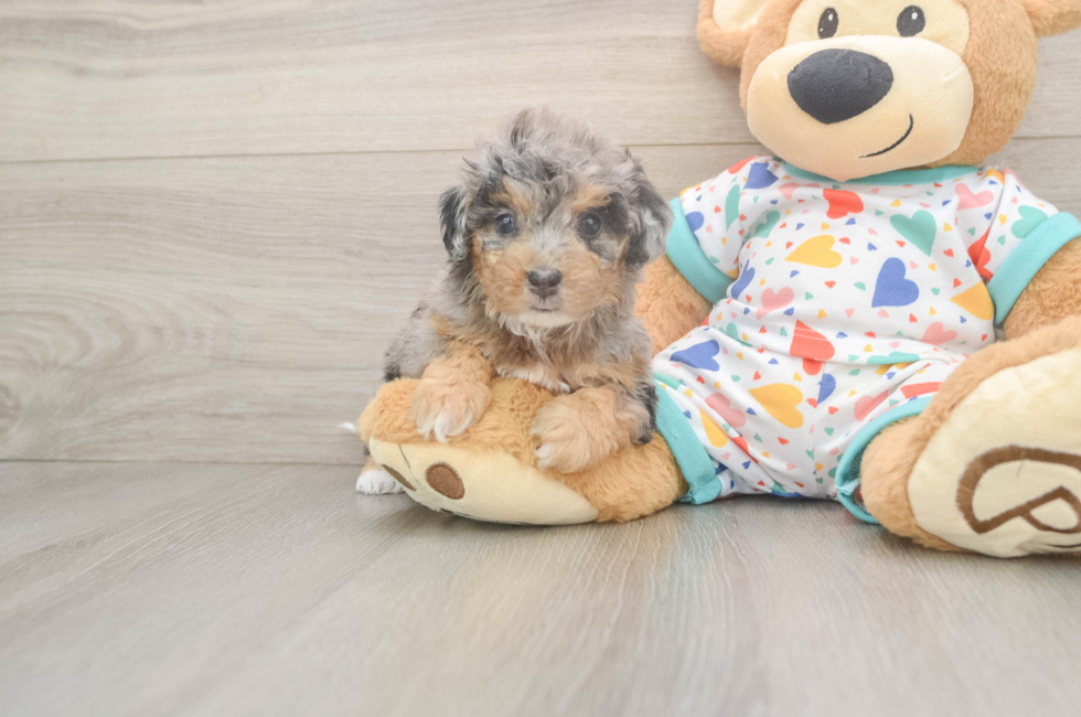 5 week old Poochon Puppy For Sale - Puppy Love PR